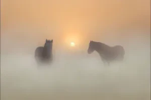 صورة غلاف تــ ـٍوتاية البَغدادية ،