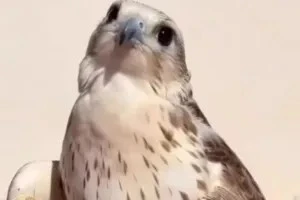 صورة الغلاف
