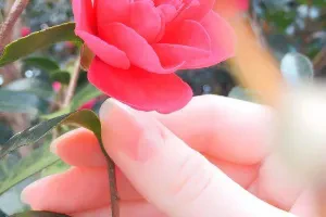 صورة الغلاف