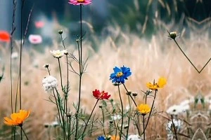 صورة غلاف رانٰيٰاا.